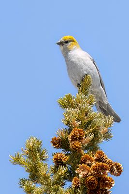 Pine Grosbeak - Haakbek - Durbec des sapins (f)
