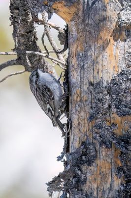 Brown Creeper - Amerikaanse Boomkruiper - Grimpereau brun