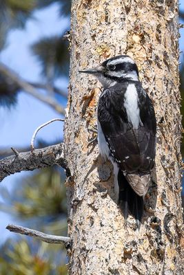 Hairy Woodpecker - Haarspecht - Pic chevelu (f)