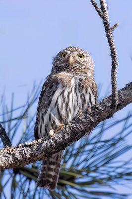 Northern Pygmy Owl - Noordelijke Dwerguil - Chevêchette des Rocheuses