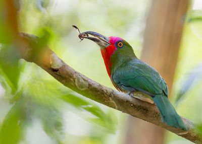 Red-bearded Bee-eater - Roodbaardbijeneter - Gupier  fraise