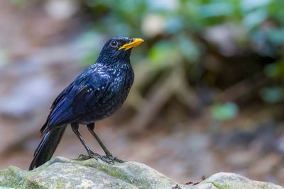 Blue Whistling Thrush - Chinese Fluitlijster - Arrenga siffleur