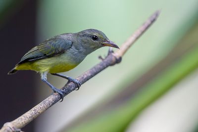 Orange-bellied Flowerpecker - Oranjebuikhoningvogel - Dice  ventre orange (imm)