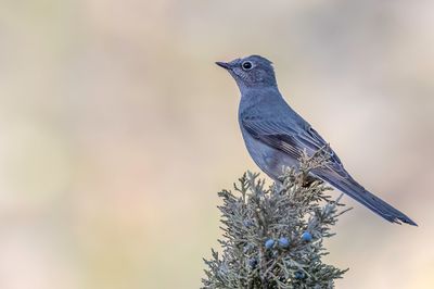 Townsend's Solitaire - Bergsolitaire - Solitaire de Townsend