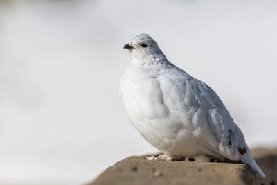 White-tailed Ptarmigan - Witstaartsneeuwhoen - Lagopède à queue blanche