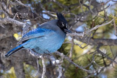 Steller's Jay - Stellers Gaai - Geai de Steller