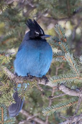 Steller's Jay - Stellers Gaai - Geai de Steller