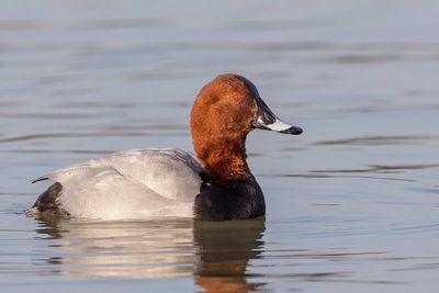 008 Anatidae - Ducks, Swans, and Geese
