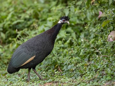011 Numididae - Guineafowl