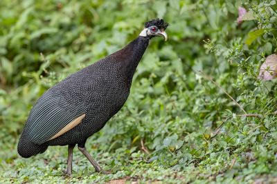 011 Numididae - Guineafowl