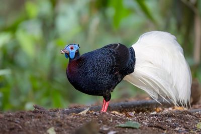 013 Phasianidae - Pheasants & Allies