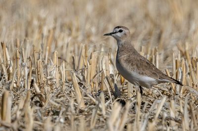 Mountain Plover - Prairieplevier - Gravelot montagnard
