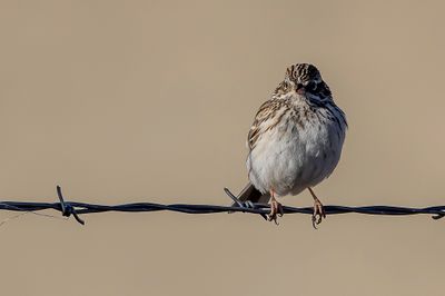 Vesper Sparrow - Avondgors - Bruant vespéral