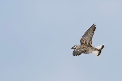Thick-billed Longspur - McCowns IJsgors - Bruant de McCown
