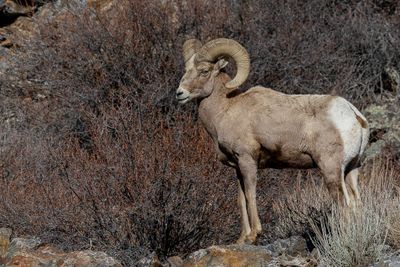 Mammals of North America