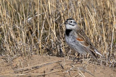 Thick-billed Longspur - McCowns IJsgors - Bruant de McCown