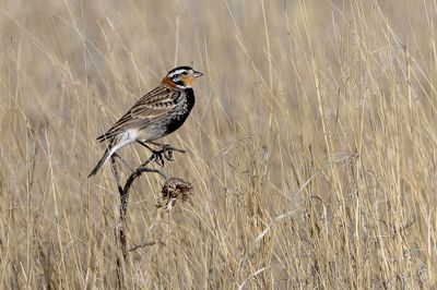 Chestnut-collared Longspur - Roodhalsgors - Bruant à ventre noir