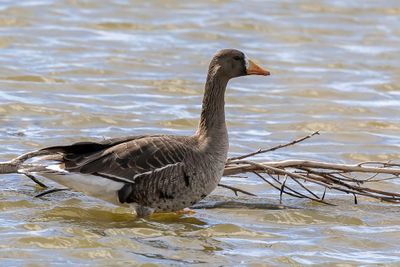 Greater White-fronted Goose - Kolgans - Oie rieuse