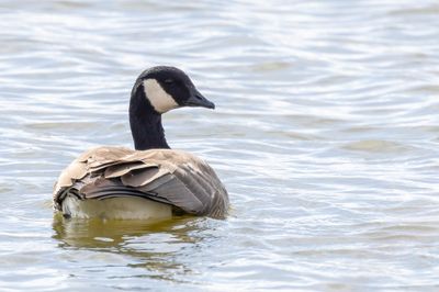 Cackling Goose - Kleine Canadese Gans - Bernache de Hutchins