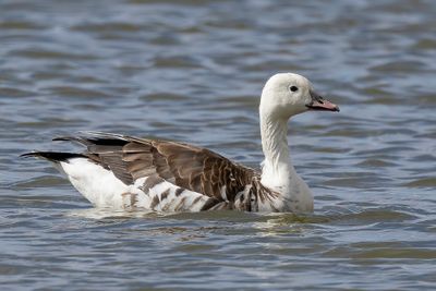 hybrid Snow Goose x.Cackling Goose?