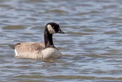 Cackling Goose - Kleine Canadese Gans - Bernache de Hutchins