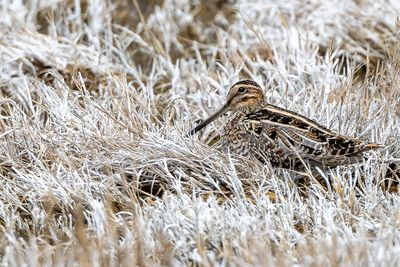 Wilson's Snipe - Amerikaanse Watersnip - Bécassine de Wilson