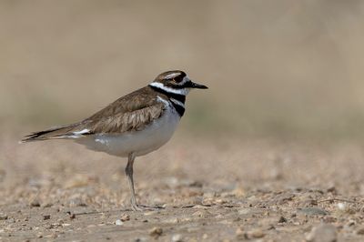 Killdeer - Killdeerplevier - Gravelot kildir