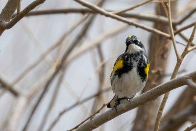 Myrtle Warbler - Mirtezanger - Paruline à croupion jaune
