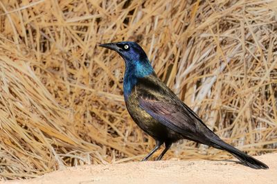 Common Grackle - Glanstroepiaal - Quiscale bronzé
