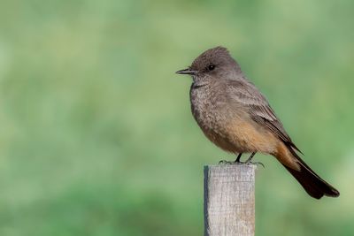 Say's Phoebe - Says Phoebe - Moucherolle à ventre roux