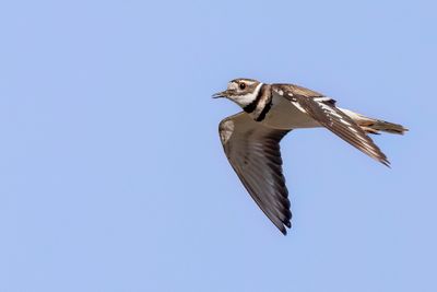 Killdeer - Killdeerplevier - Gravelot kildir
