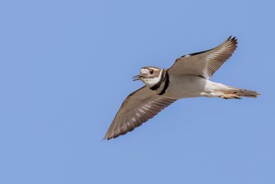Killdeer - Killdeerplevier - Gravelot kildir