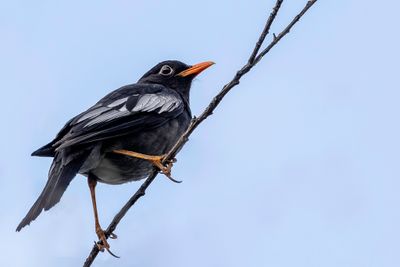 Grey-winged Blackbird - Grijsvleugelmerel - Merle  ailes grises