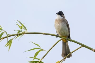 Brown-breasted Bulbul - Bruinborstbuulbuul - Bulbul  poitrine brune