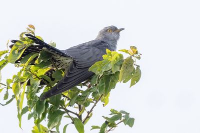 Common Cuckoo - Koekoek - Common Cuckoo