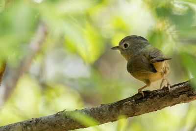 Yunnan Fulvetta - Yunnanalcippe - Alcippe de Rippon