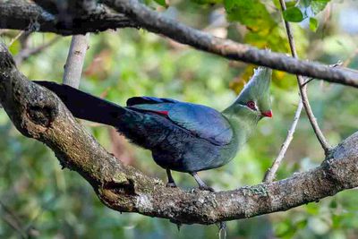 Livingstone's Turaco - Livingstones Toerako - Touraco de Livingstone
