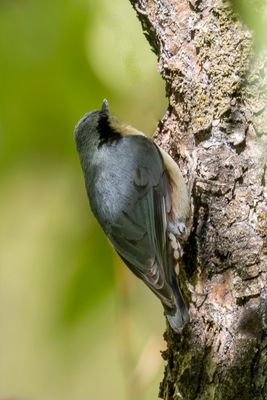 Chestnut-vented Nuthatch - Kastanjebuikboomklever - Sittelle des Naga