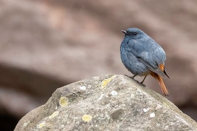 Plumbeous Water Redstart - Waterroodstaart - Nymphe fuligineuse (m)