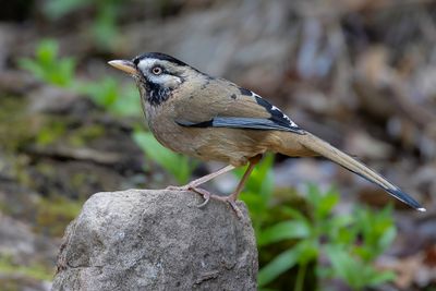 Moustached Laughingthrush - Baardlijstergaai - Garrulaxe cendr