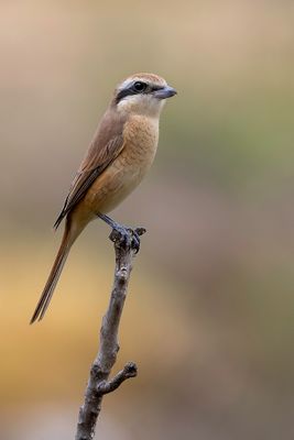 Brown Shrike - Bruine Klauwier - Pie-griche brune