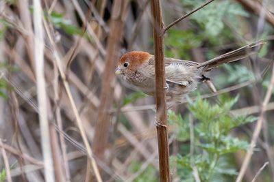 Eye-ringed Parrotbill - Paradoxornis de Rickett