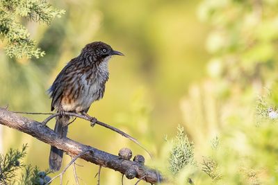 Chinese Babax - Chinese Babax - Babaxe lancol