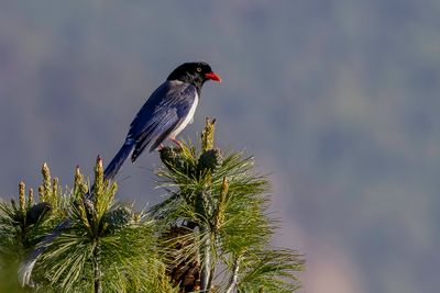 Red-billed Blue Magpie - Roodsnavelkitta - Pirolle  bec rouge