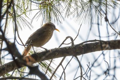 Streak-breasted Scimitar Babbler - Roodkeelkruiplijster - Pomatorhin  col roux