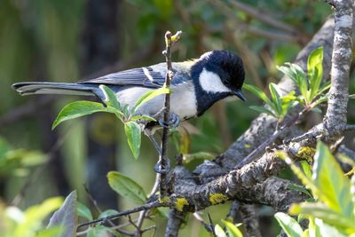 Cinereous Tit - Grijze Koolmees - Msange indienne