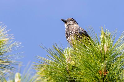 Spotted Nutcracker - Notenkraker - Cassenoix mouchet