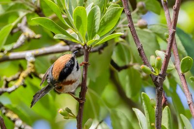 Black-throated Bushtit - Roodkruinstaartmees - Orite  tte rousse