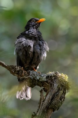 Grey-winged Blackbird - Grijsvleugelmerel - Merle  ailes grises