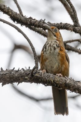 Black-streaked Scimitar Babbler - Zwartstreepkruiplijster - Pomatorhin chanteur